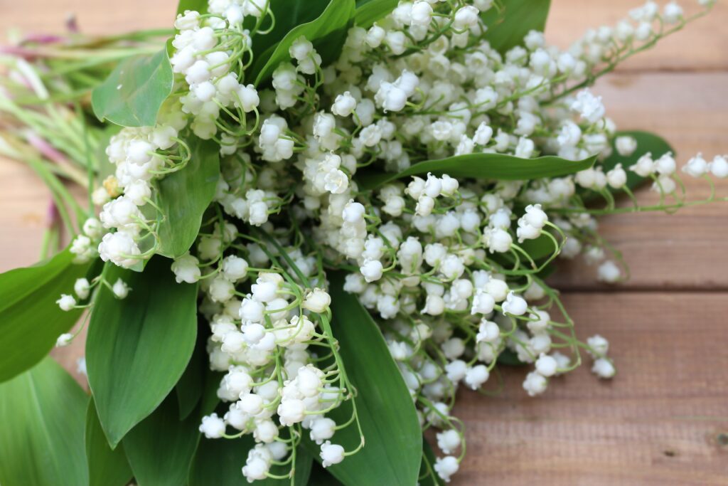 danutaniemiec-flowers-2088340